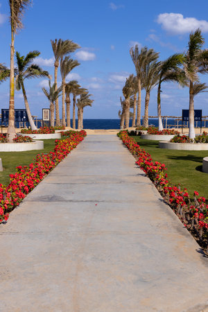Tropical plants, palm trees along the avenue that leads to the seashore.の写真素材