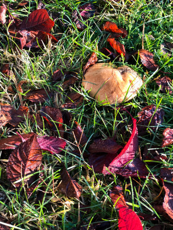 Brown buttercup grows among green grass surrounded by red fallen leaves.の写真素材
