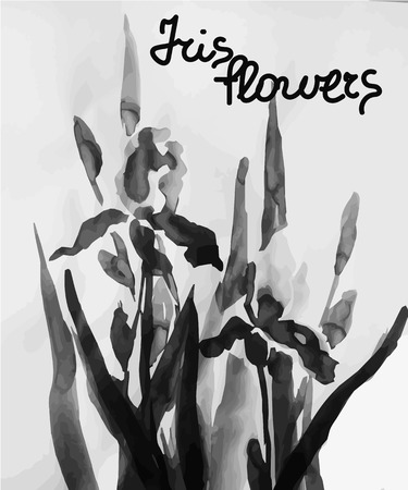 Vector hand drawn ink irises. Black and white.のイラスト素材