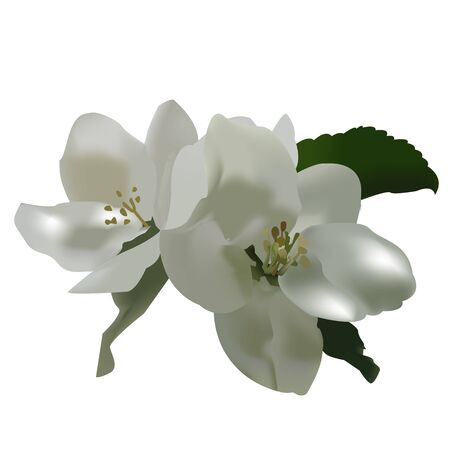 Apple tree vector blossom with green leavesのイラスト素材