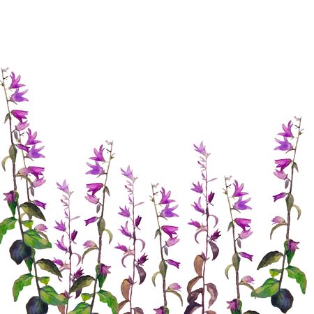 Watercolor hand drawn field flowers on white background.の写真素材
