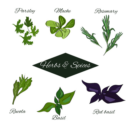 Herbs and spices set. Vector drawn spices of Italian cuisine. Engraving floral sketches with hand lettering textのイラスト素材