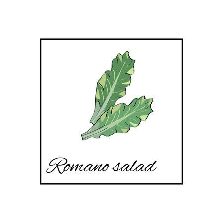 Romano salad. Isolated vector drawn vegetables on white backgroundのイラスト素材