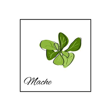 Mache. Isolated vector drawn herbs on white backgroundのイラスト素材