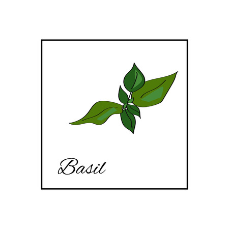 Basil. Isolated vector drawn herbs on white backgroundのイラスト素材