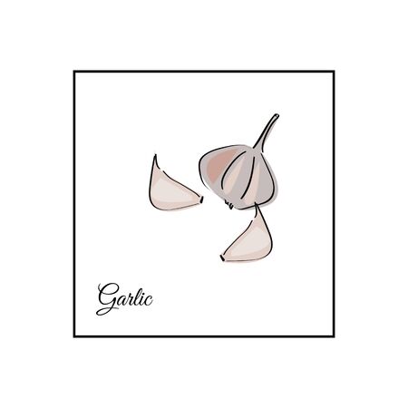 Garlic whole and sliced vector illustration on a white bckground.のイラスト素材