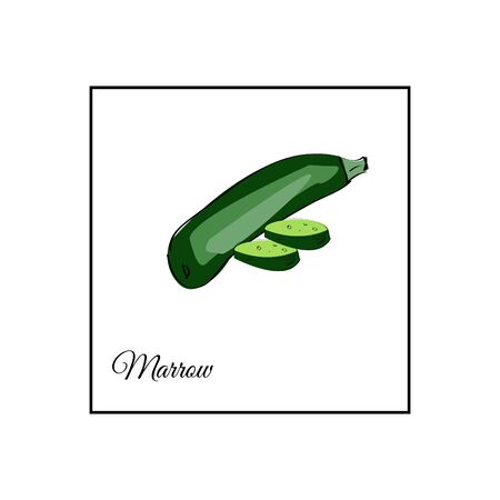 Marrow whole and sliced vector illustration on a white bckground.のイラスト素材