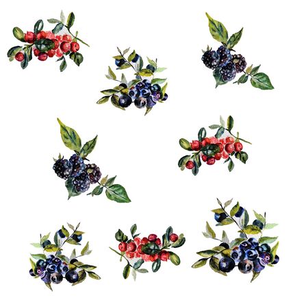 Watercolor hand drawn set of wild berries.の写真素材
