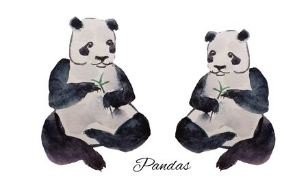 Watercolor hand drawn panda with a bamboo stick on white background.の写真素材