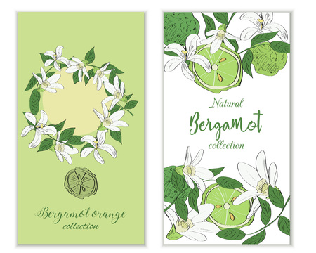 Vertical vectror banners with hand drawn bergamot flowers and fruits. Package design.のイラスト素材