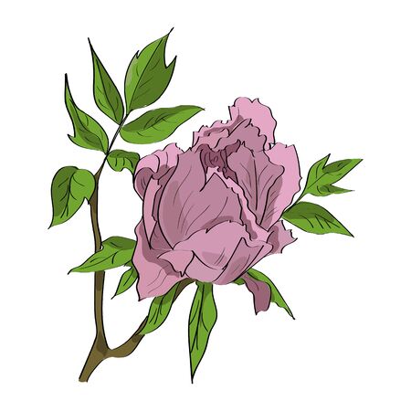 Vector drawn isolated rose peony with leaves on white background.のイラスト素材