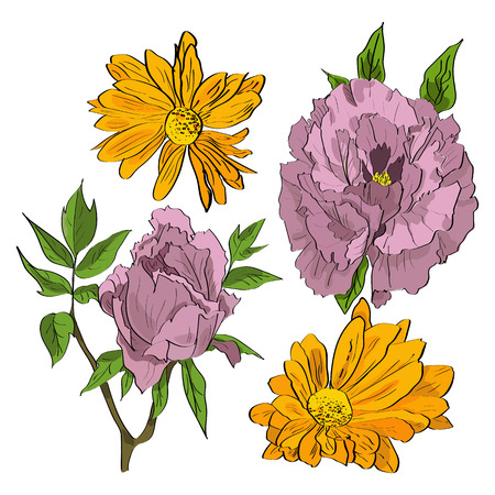 Vector set of hand drawn rosy peonies and yellow chrysanthemum flowers in a sketch style.の写真素材