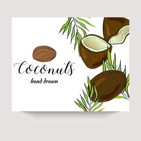 Coconuts hand drawn vector banner in a sketch style. Package design.のイラスト素材