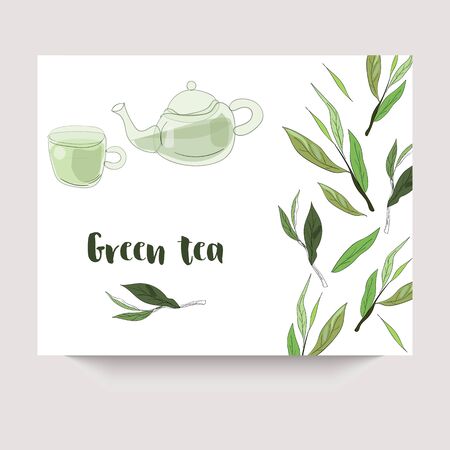 Vector green tea banner with tea leaves on white backgroud. Design for packaging, tea shop, drink menu, homeopathy and health care products.のイラスト素材