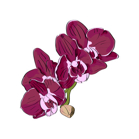 Vector drawn orchid on white background. Exotic collection.のイラスト素材