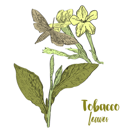 Vector drawn tobacco leaves with flowers and butterfly on white background in a sketch style. Botanical illustration.のイラスト素材