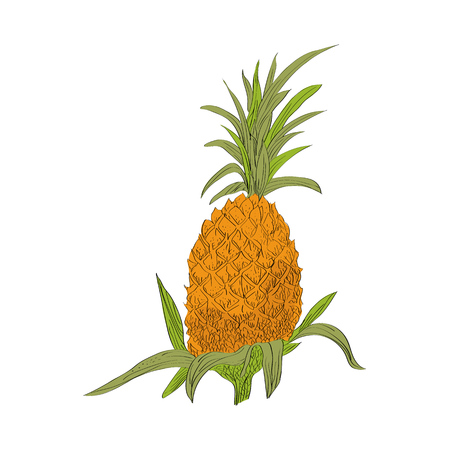 Vector drawn pineapple on white background in a sketch style. Exotic collection.のイラスト素材