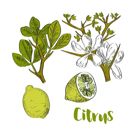 Vector drawn citrus with flowers on white background in a sketch style. Exotic collection.のイラスト素材