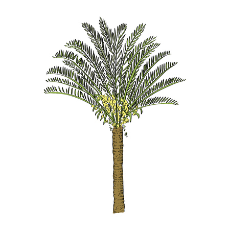 Vector drawn cycas palm tree on white background in a sketch style. Exotic collection.のイラスト素材