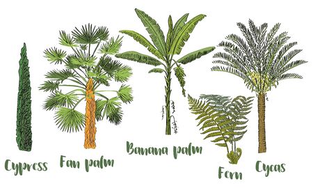 Vector drawn set of tropical palm trees and plants in a sketch style. Exotic collection.のイラスト素材