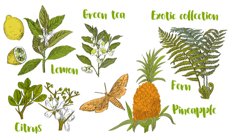 Vector drawn set of exotic plants and fruits in a sketch style. Exotic collection.のイラスト素材