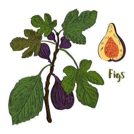 Vector drawn figs on white background in a sketch style. Exotic collection.のイラスト素材