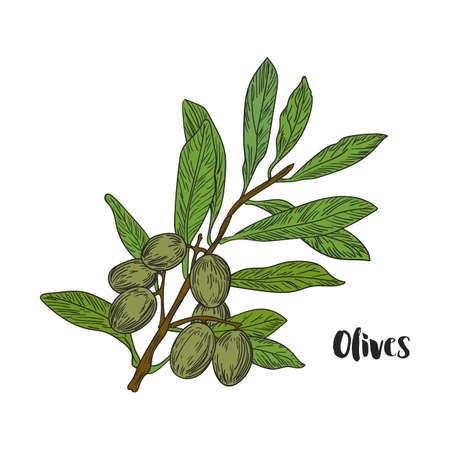 Vector drawn olives branch on white background in a sketch style. Exotic collection.のイラスト素材