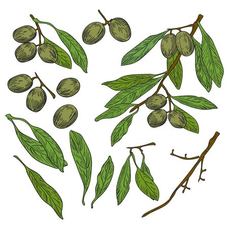 Vector drawn isolated olives branch, leaves and olives on white background in a sketch style. Exotic collection.のイラスト素材