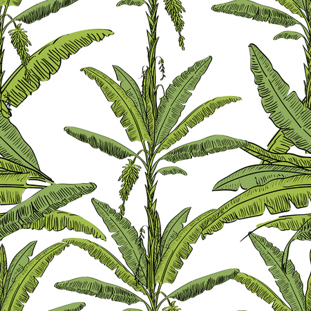 Vector drawn banana palm tree seamless pattern on white background in a sketch style. Exotic collection.のイラスト素材