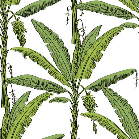 Vector drawn banana palm tree seamless pattern on white background in a sketch style. Exotic collection.のイラスト素材