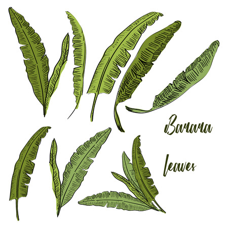Vector drawn banana palm tree leaves isolated on white background in a sketch style. Exotic collection.のイラスト素材