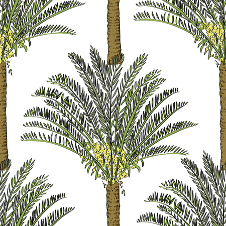 Vector drawn cycas palm tree seamless pattern on white background in a sketch style. Exotic collection.のイラスト素材