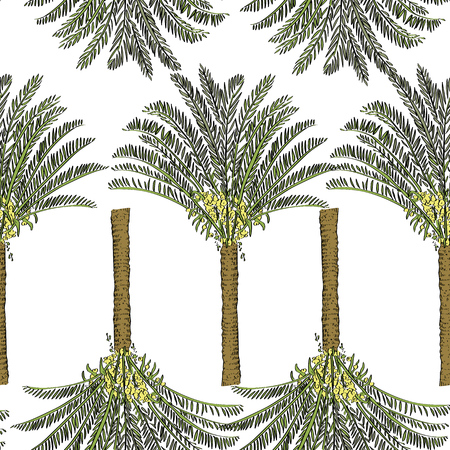 Vector drawn cycas palm tree seamless pattern on white background in a sketch style. Exotic collection.のイラスト素材