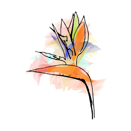 Hand drawn vector tropical exotic flower. Sketch on watercolor background.のイラスト素材