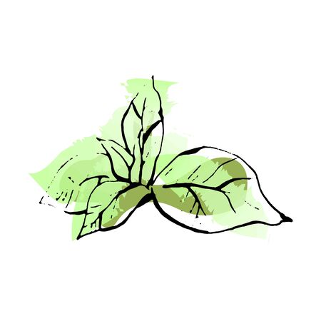 Hand drawn vector mint leaves. Sketch on watercolor background.のイラスト素材