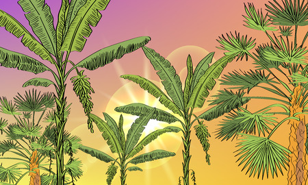 Vector drawn exotic background with tropical palms, fan palms, and sun. Tropical background.のイラスト素材