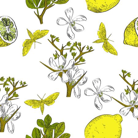 Vector drawn citrus seamless pattern on white background with butterflies and flowers in a sketch style. Exotic collection.のイラスト素材