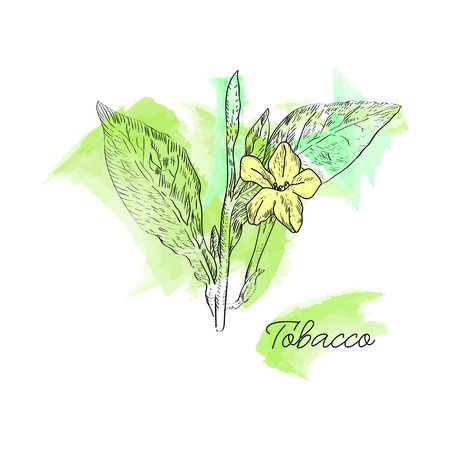 Vector drawn tobacco leaves with flowers on watercolor background in a sketch style. Botanical illustration.のイラスト素材