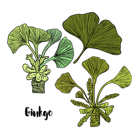 Vector drawn ginkgo biloba in sketch style on white background.のイラスト素材