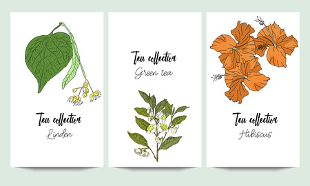 Vertical vector banners of hand drawn tea collection. Linden, green tea, hibiscus. An idea for design, invitation, save the date card.のイラスト素材