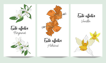Vertical vector banners of hand drawn exotic collection. Bergamot, hibiscus, vanilla. An idea for design, invitation.のイラスト素材