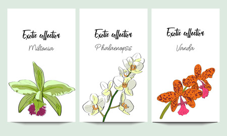 Vertical vector banners of orchids exotic collection. An idea for design, invitation.のイラスト素材