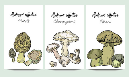 Vertical vector banners of hand drawn mushrooms collection. Morels, porcini, champignions. An idea for design, invitation.のイラスト素材