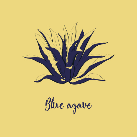 Blue agave hand drawn illustration in sketch style. Main tequila ingredient.のイラスト素材