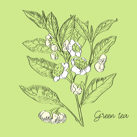 Vector drawn green tea with flowers in a sketch style. Exotic collection.のイラスト素材