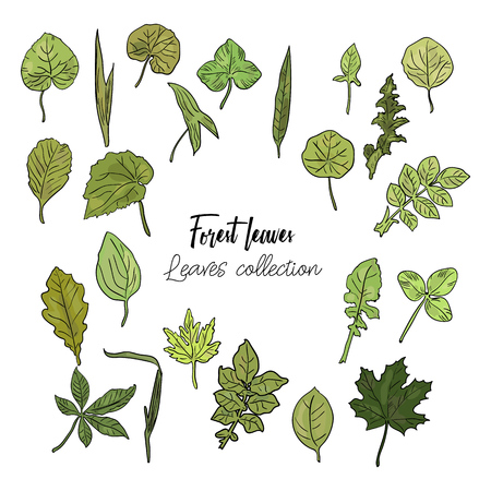 Vector set of forest leaves isolated on white background.のイラスト素材