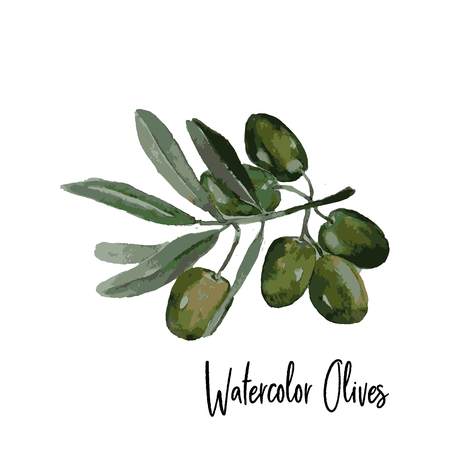 Watercolor hand drawn olive branch iconのイラスト素材