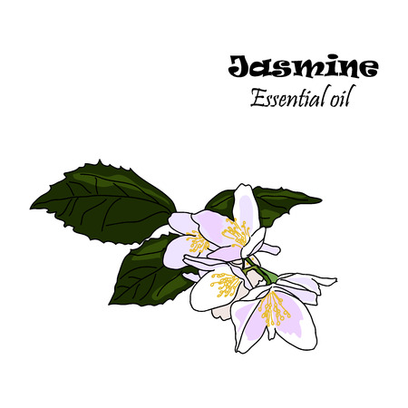 Vector drawn jasmine flowers with leaves. Essential oil design. Package design idea.のイラスト素材