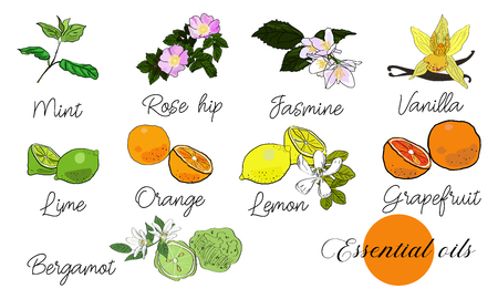 Vector drawn essential oils design set. Package design idea. Mint, rose hips, jasmine, vanilla, lime, orange, lemon, grapefruit, bergamot.のイラスト素材