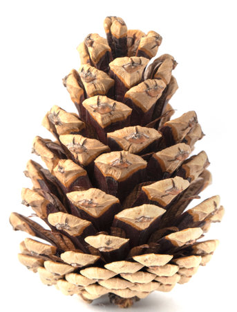 Brown pine cone with a Christmas tree on a white background close-up.の写真素材